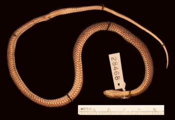 Media type: image;   Herpetology R-28468